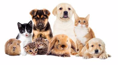 Picture for category Pet Shop